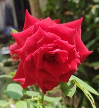 1605097592_1.jpg?f=webp&w=200