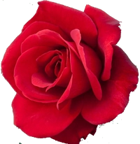 1607271875_2.PNG?f=webp&w=200