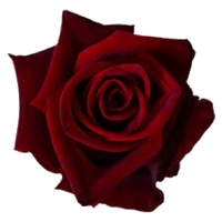 1607462656_2.PNG?f=webp&w=200