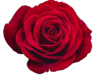 1617719852_2.PNG?f=webp&w=200