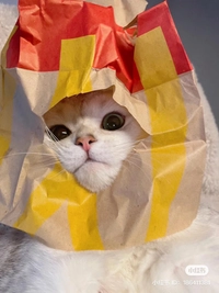 1683184107_1.jpeg?f=webp&w=200