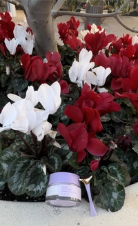1701930395_1.jpeg?f=webp&w=200