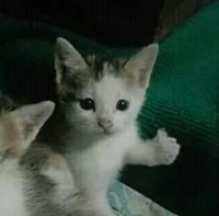 1729761455_1.jpeg?f=webp&w=200