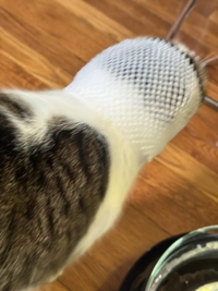 1731559350_1.jpeg?f=webp&w=200