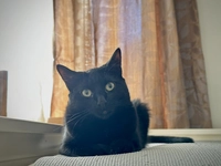1731559401_2.jpeg?f=webp&w=200