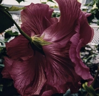 1732765333_1.jpeg?f=webp&w=200