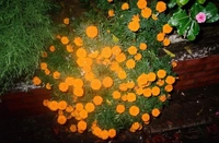 IMG_68281738101912224.jpeg?f=webp&w=200