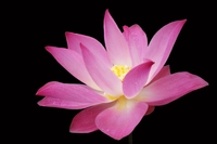 pinklotus13967441738246687188.jpg?f=webp