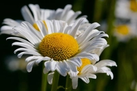 bowsprit_daisy_1_5594631747238971791eeb8