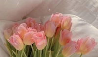 pinktulips17575382321004185746301ed.jpg?