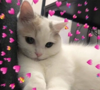 Capture1762530653762db74ac49a399.PNG?f=w