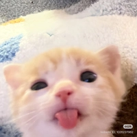 IMG_40849eac6c530887.jpeg?f=webp&w=200