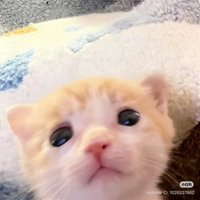 IMG_40855ede3aeb2353.jpeg?f=webp&w=200