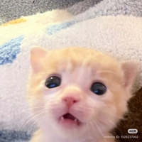 IMG_408757686e2dd335.jpeg?f=webp&w=200