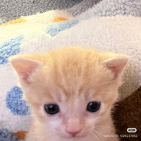 IMG_40887ec4469e6226.jpeg?f=webp&w=200