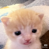 IMG_40892af48b4ef562.jpeg?f=webp&w=200