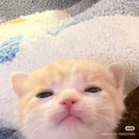 IMG_40907e87a332a31b.jpeg?f=webp&w=200