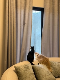 1782996215_1.jpeg?f=webp&w=200