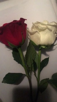 1784495163_1.jpg?f=webp&w=200