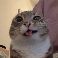 1784968659_1.jpeg?f=webp&w=200