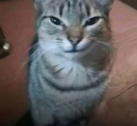 1787499296_1.jpeg?f=webp&w=200