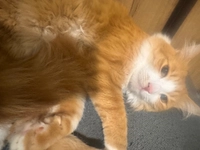 1790795991_1.jpeg?f=webp&w=200