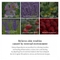 [Dr.Althea] Альгинатная маска (успокаивающее действие + восстановление) Premium Rosa Modeling Mask Set (25гр*5шт)