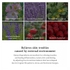 [Dr.Althea] Альгинатная маска (успокаивающее действие + восстановление) Premium Rosa Modeling Mask Set (25гр*5шт)
