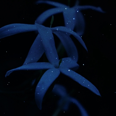 [skybottle] Парфюмированный лосьон для тела Starry Night 300мл