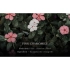 [MUMCHIT] STAY PERFUME Диффузор Good Night Pink Chamomile, 200 мл